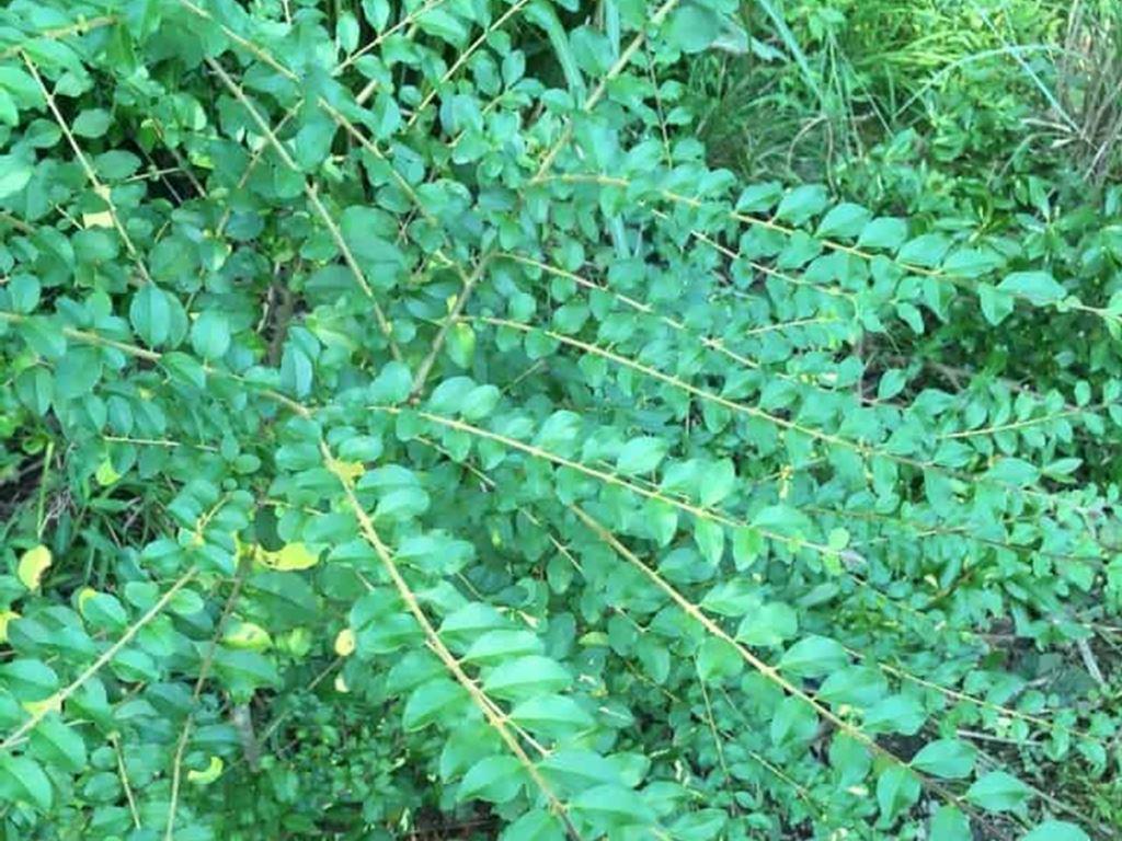 Chinese Privet is a fast-growing, dense shrub with thickets, killing out native plants obstructing power line access