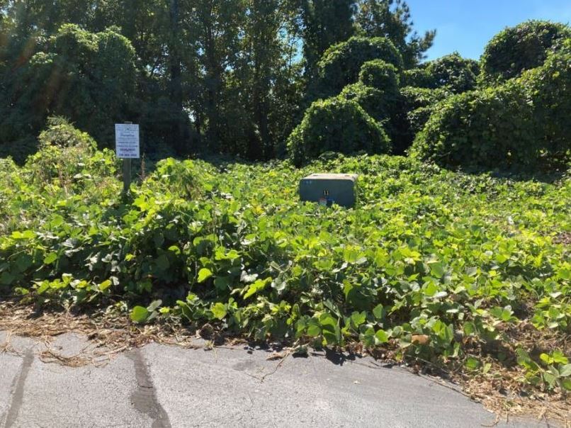 Before VegClear treatment, industrial property with kudzu