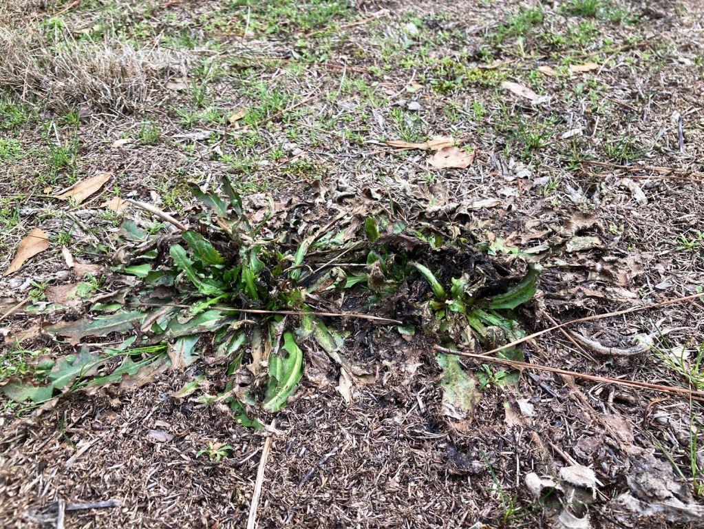 Broadleaf weed showing systemic herbicide injury following selective weed control treatment at an industrial facility site in Georgia.