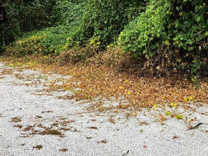 Kudzu Abatement on Storage Properties Hose Reels capable of reaching distant areas