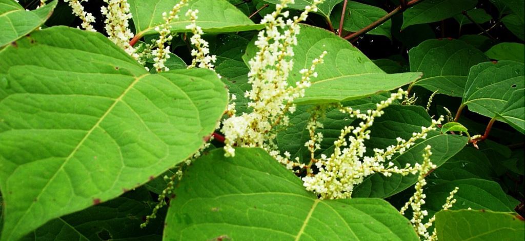Close-up image of invasive knotweed plant with broad oval leaves and tall hollow stems, characteristic of industrial vegetation. Knotweed infestation requires effective management strategies for commercial weed control and industrial herbicide treatment.