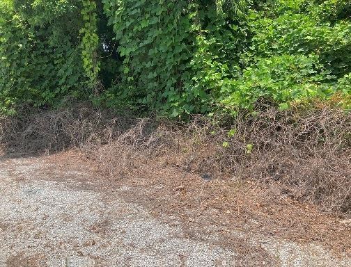 Kudzu killer applied 