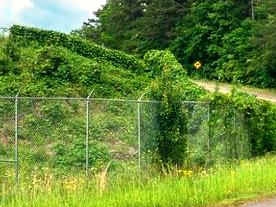 Heavy kudzu infestation overtaking a sloped right-of-way behind a commercial security fence in Georgia, showing the need for industrial vegetation control and targeted herbicide treatment.