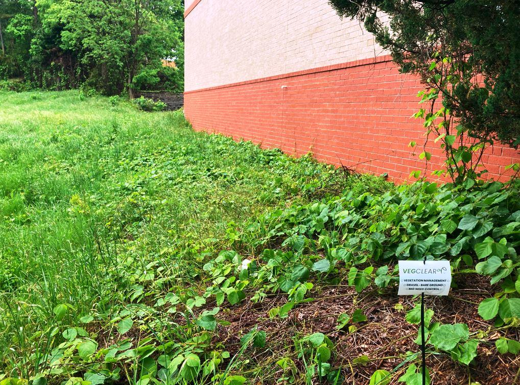 roadside vegetation control including kudzu abatement for municipal clients in the southeast by VegClear
