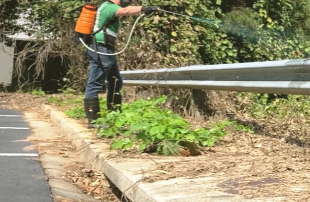 Roadside kudzu and weed control spray herbicide treatment VegClear