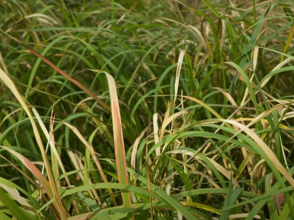 Cogongrass infestation showing dense, upright blades with reddish midribs common in Georgia’s industrial and utility rights of way, forming thick mats that crowd out native groundcover.