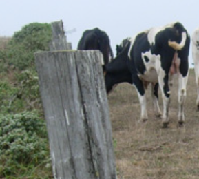 Cattle grazing along fence line spreading vegetative seed heads in manure spreading plants to neighboring industrial property