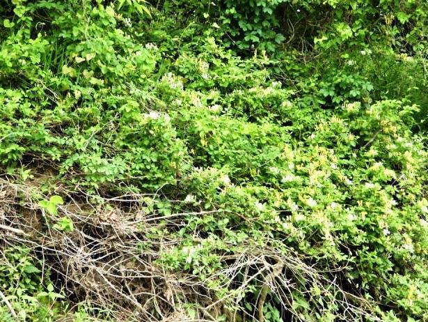 Japanese Honeysuckle vine climbs over trees, fences, power poles, and shrubs, causing them to collapse, creating dense mats, making maintenance in utility right-of-way areas difficult