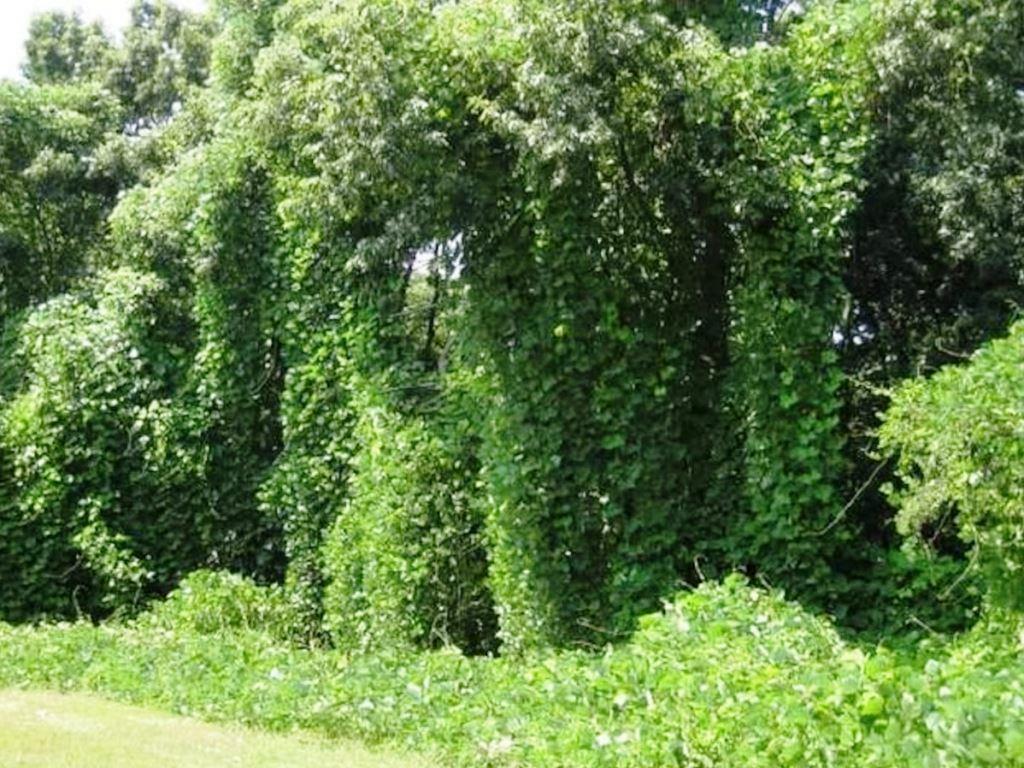 Kudzu is an aggressive asian vine notorious for rapid growth, quickly smothering decades old trees and covering power lines, leading to issues and increased maintenance.