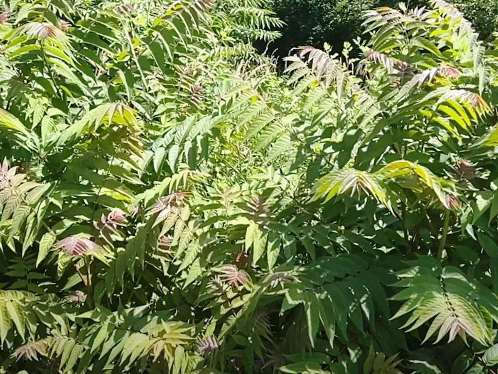 Tree-of-Heaven cluster with large, compound leaves and reddish new growth invading industrial edges and access corridors in Georgia, known for fast sprouting roots and chemical suppression of nearby plants.