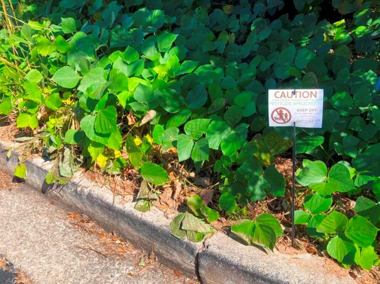 Retail parking lot curb overgrown with invasive vegetation