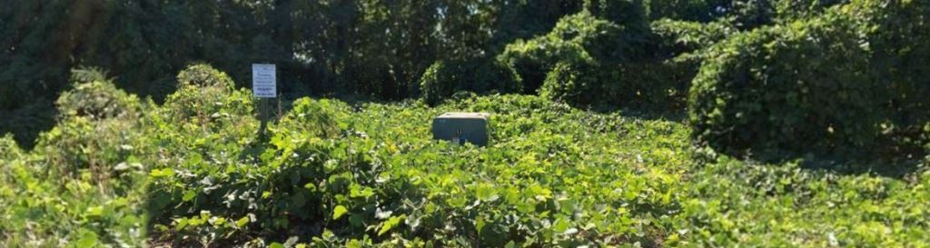Effectively managing kudzu requires a combination of herbicides and mechanical trimming