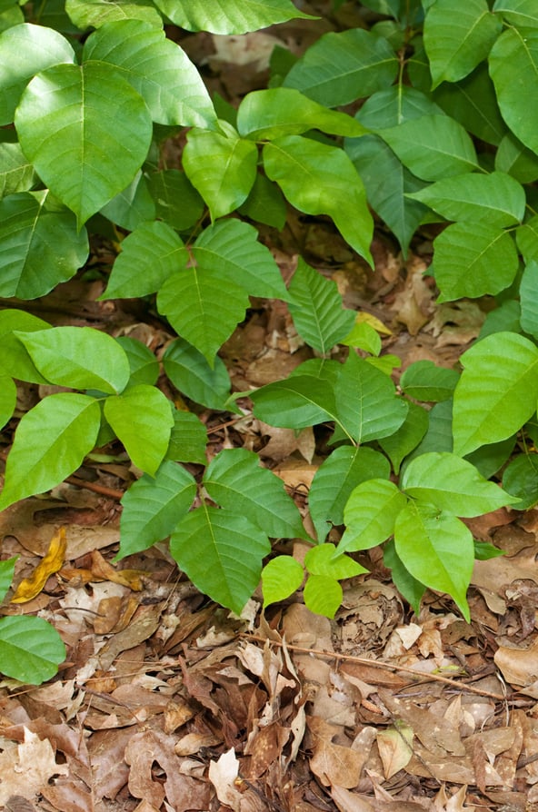 Utilizing proven herbicides such as and Triclopyr, VegClear ensures safe eradication of poison ivy