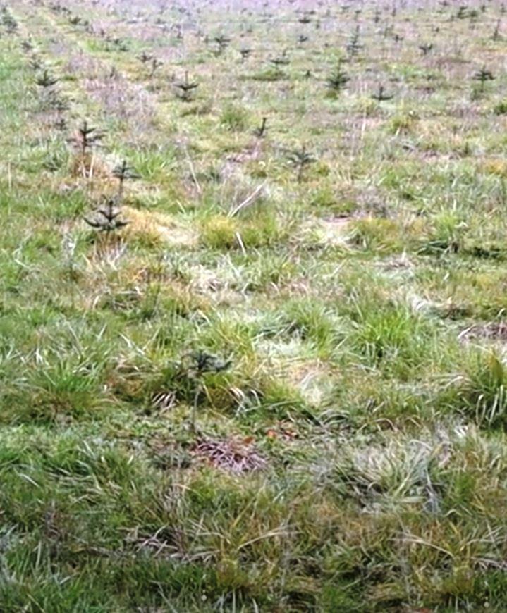VegClear Achieves Season-Long Vegetation Control With Selective Herbicide Applications Targeting Invasive Weeds, Woody Brush, and Tall-Growing Broadleaf Vegetation While Protecting Low-Growing Grasses to Protect Solar Plant Infrastructure