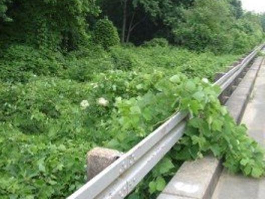 Kudzu over guardrail requiring vegetation control services on the right of way.