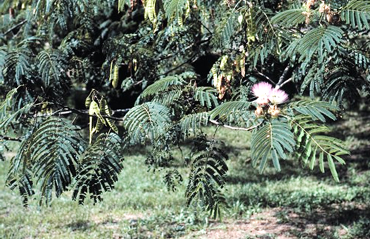 Mimosa Tree Invasive Plant Southeast Industrial Vegetation Management Weed Control VegClear