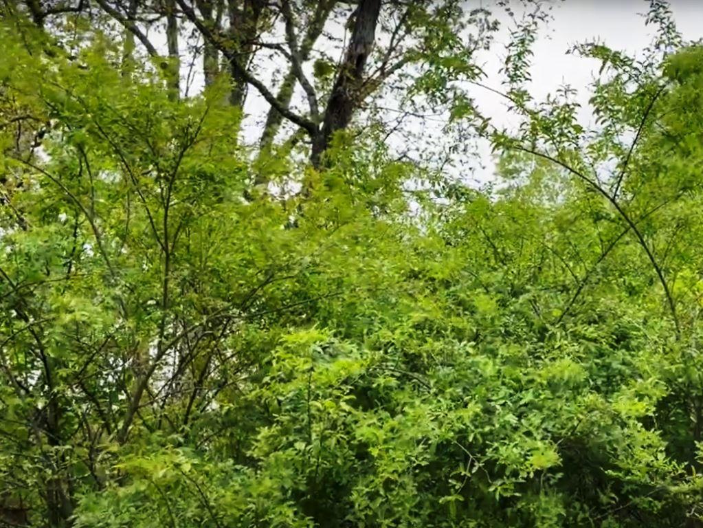 Chinese Privet is a fast-growing, dense shrub with thickets, killing out native plants obstructing power line access