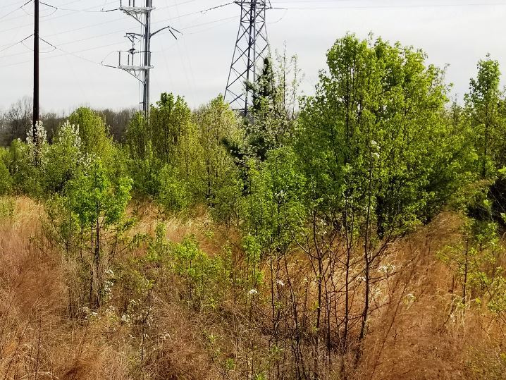Bradford Pear is widely planted against IPM best practices due to its invasive spreading seed dispersal, forming dense stands interfering with utilities