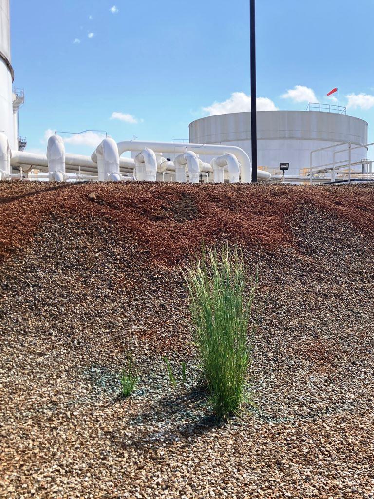 Grass emerging through gravel berm at industrial tank farm shows vegetation pressure managed under integrated vegetation management