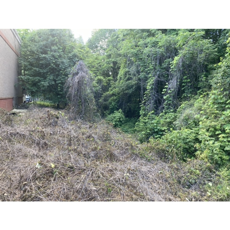 Dead kudzu patch one month after initial application of selective herbicide