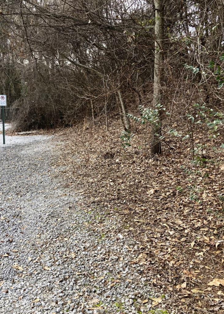 Winter Underbrush Control in Wooded Area: Treated underbrush in a wooded area following winter herbicide application. Strategic vegetation management reduces overgrowth, improves land use, and prevents invasive plant resurgence.