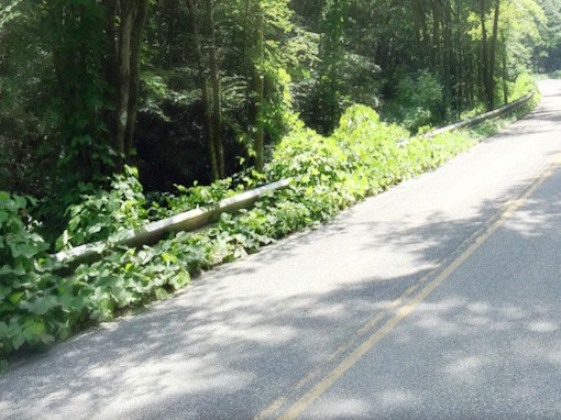 Overgrown road side kudzu on guard rail before treatment.