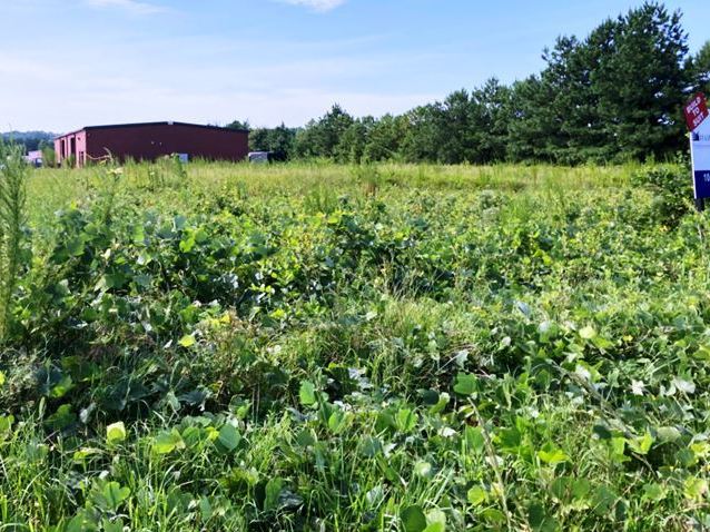 Overgrown kudzu at industrial site in Oakwood, Georgia. Eradication efforts are helping win the war against invasive kudzu, the plant that ate the south