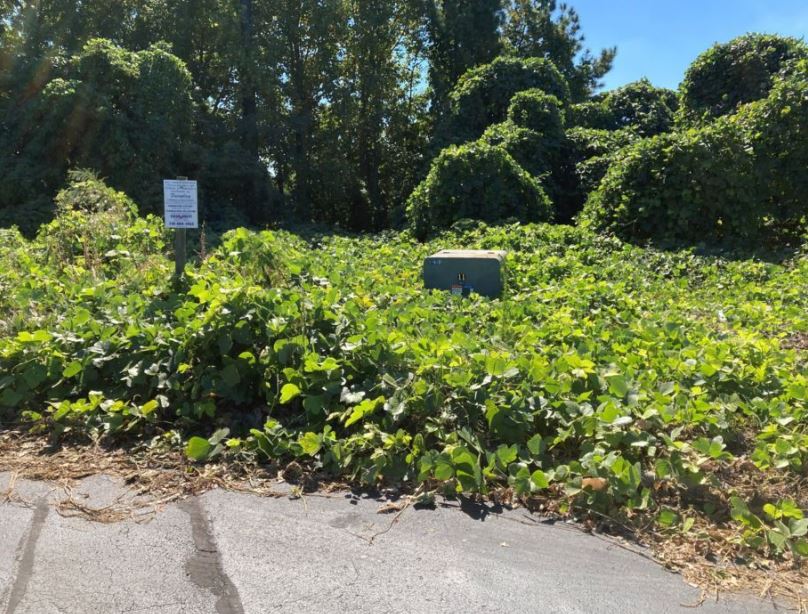 South Carolina Industrial site overwhelmed by invasive kudzu, reducing visibility and causing a disorderly appearance. How to kill kudzu on commercial property.