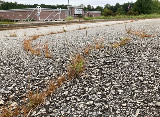 Commercial Industrial Parking Lot site landscaped beds & paved area client of monthly weed control applications